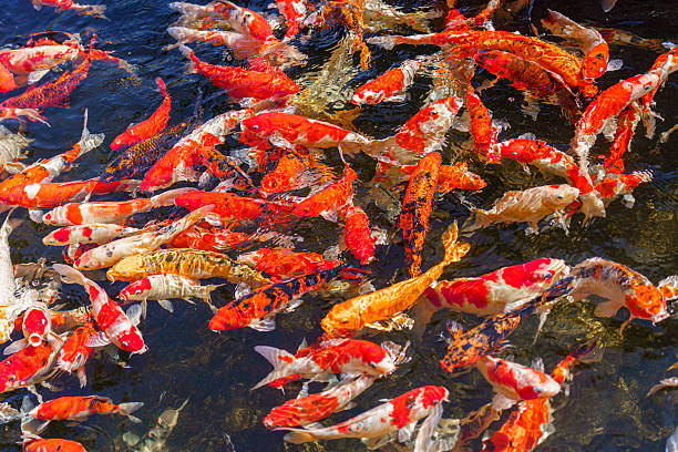 istock colorful koi fish feeding together in pond 2252867027