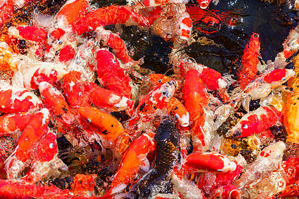 istock colorful koi fish feeding together in pond 2252867028