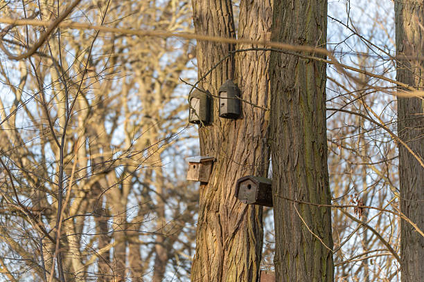 Multiple birdhouses mounted on neighboring tree trunks in a leafless forest. The arrangement highlights human efforts to support wildlife habitats.
