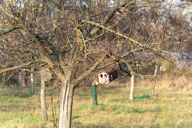 Small birdhouse hanging from branches in an orchard tree. Bare twigs and soft light frame a quiet habitat for birds.