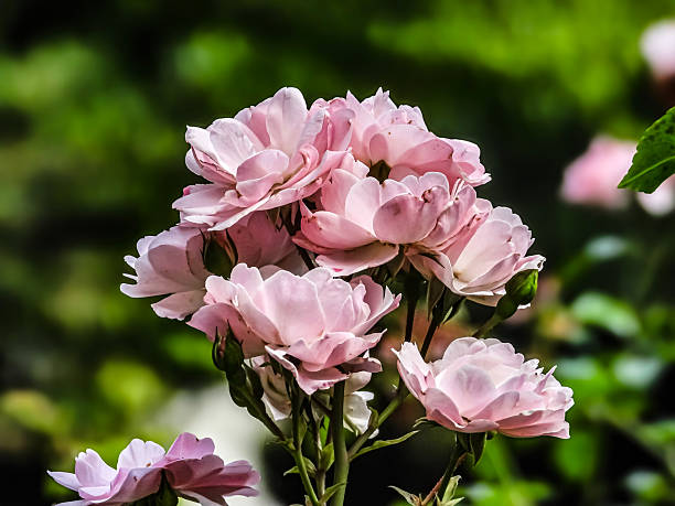A cluster of soft pink roses with delicate petals unfolds gracefully against a blurred green background, evoking a sense of natural beauty and tranquility