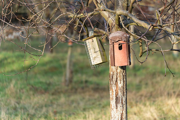 Banana forest with a wooden box that is a bird feeder
