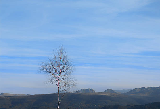 A lonely tree in the middle of a landscape with some mountains at the background