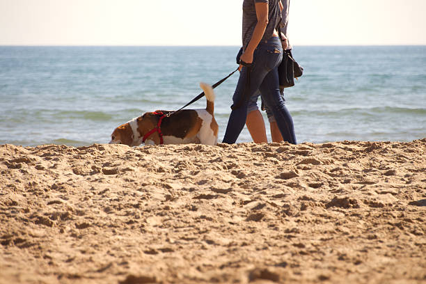 Two people walking a dog on a sandy beach by the sea.
