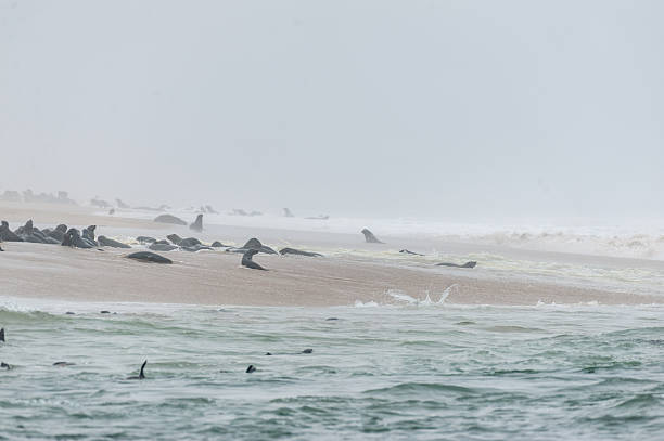 Telephoto of the seal colony at Walvis bay, Namibia.