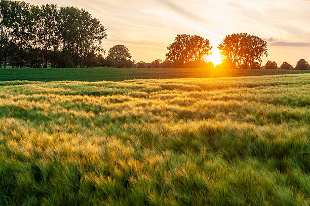 istock Nature in East Flanders 2252869951