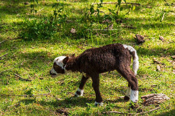 istock Nature in East Flanders 2252869993
