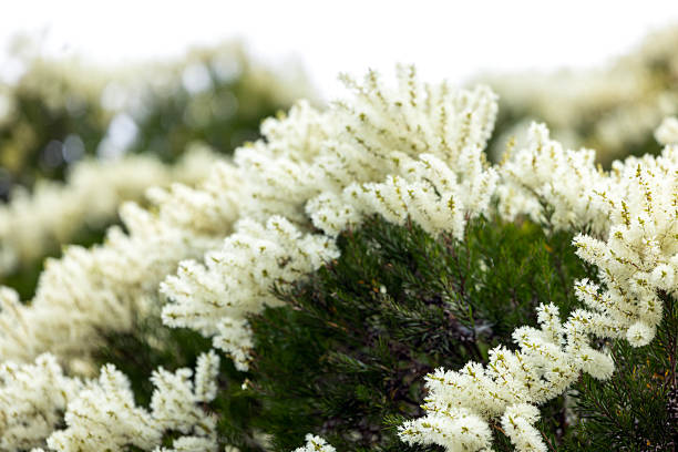 Tea tree flowers, Australian Melaleuca Decora flowers, white feather honey myrtle, background with copy space, full frame horizontal composition