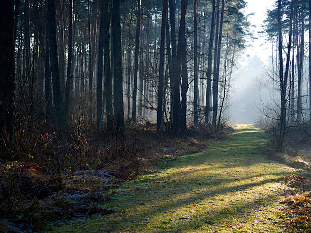 istock A December day in a forest haven, with fog and scant light. 2252870395