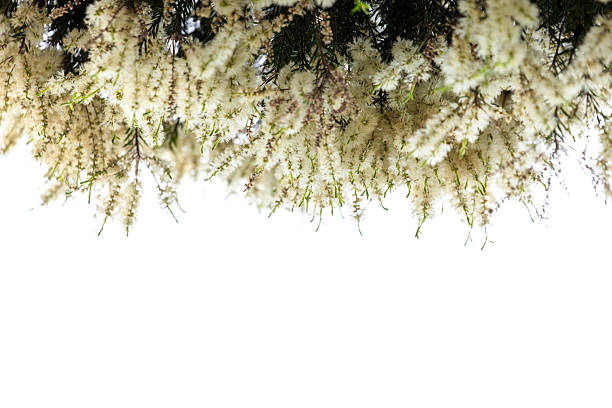 spring flowers