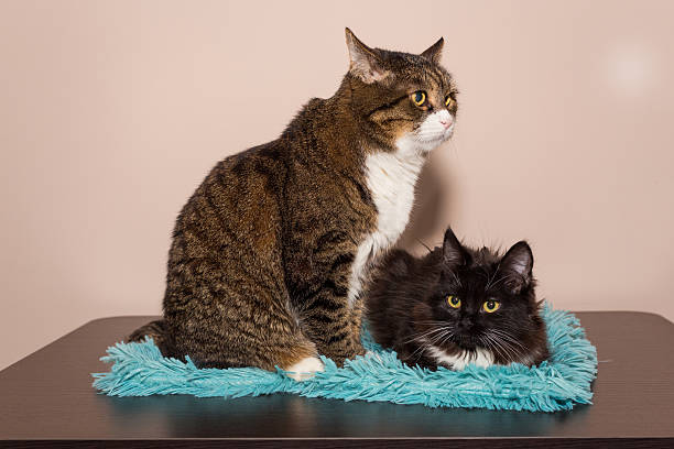 istock Adult gray cat and a small black kitten 2252870714