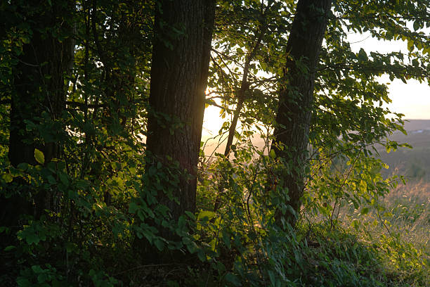 Summer is a time for wandering through the natural surroundings of the countryside.