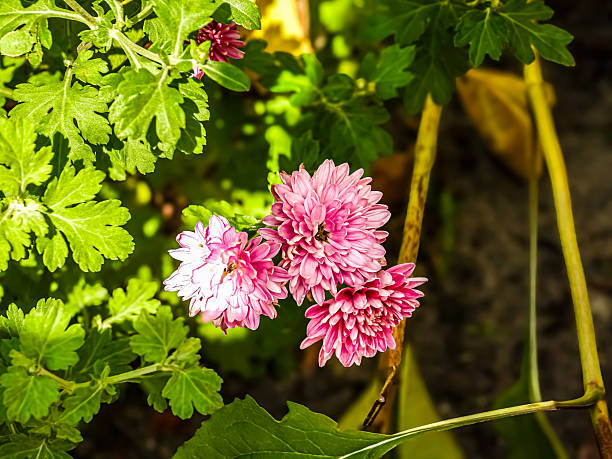 Close-up view of vibrant pink chrysanthemum flowers surrounded by detailed green leaves and stems, bathed in natural light