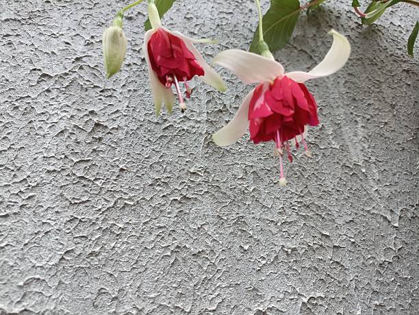 Background, gray wall and two red flowers with white petals. Gray wall.