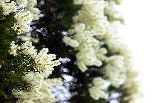 Tea tree flowers, Australian Melaleuca Decora flowers, white feather honey myrtle, background with copy space, full frame horizontal composition