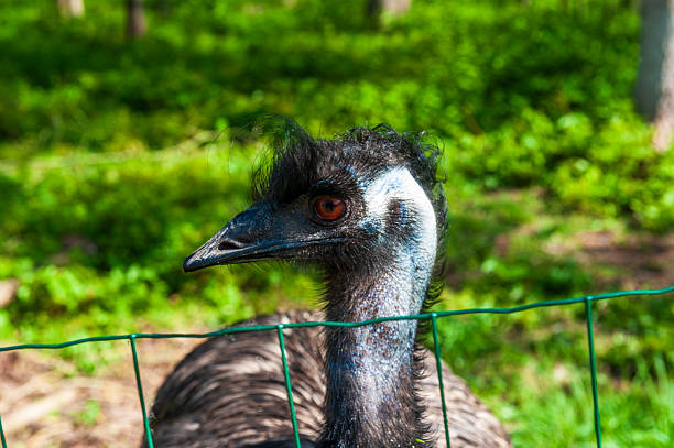 Close-up of an Emu standing in a field in east flanders, Belgium.