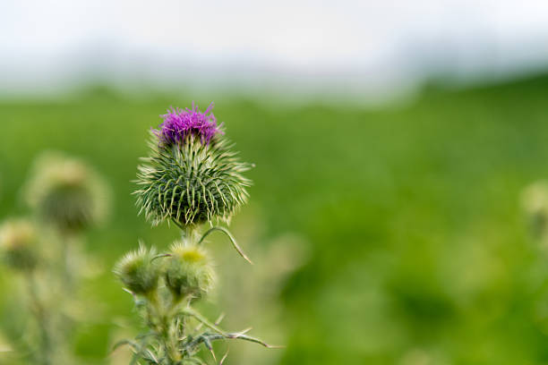 istock Nature in East Flanders 2252873220
