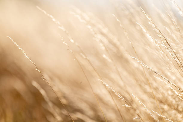 istock Nature in East Flanders 2252873221