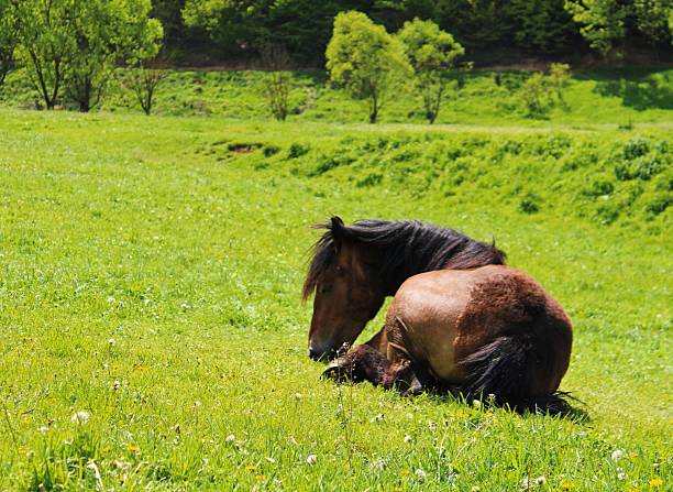 Horses graze in a fenced-in pasture in the hills of western Pennsylvania on an Autumn afternoon.