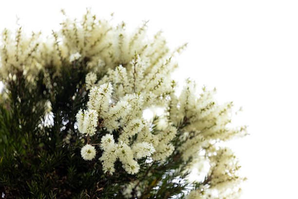 Tea tree flowers, Australian Melaleuca Decora flowers, white feather honey myrtle, background with copy space, full frame horizontal composition