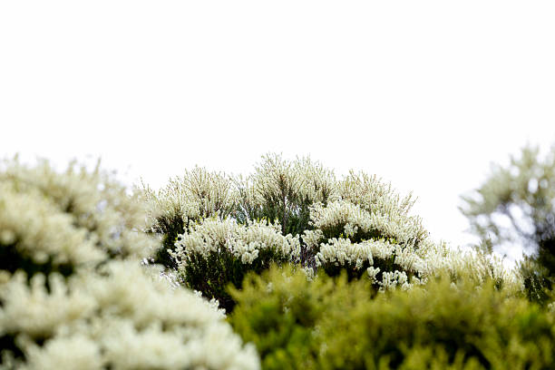 Tea tree flowers, Australian Melaleuca Decora flowers, white feather honey myrtle, background with copy space, full frame horizontal composition