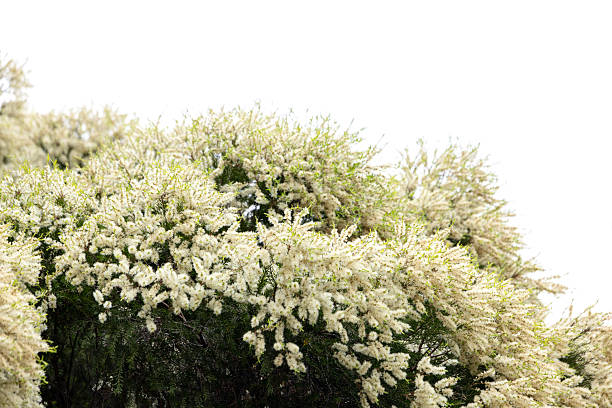 Soft, detailed view of Leucaena leucocephala puffball blossoms and buds on a slender branch, surrounded by fine fern-like foliage. A calm nature scene emphasizing botanical structure, natural color gradients, and the plant’s delicate spherical flowers.