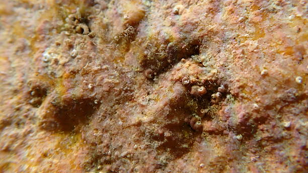 Coraline crust algae or paint weed (Lithophyllum incrustans) close-up undersea