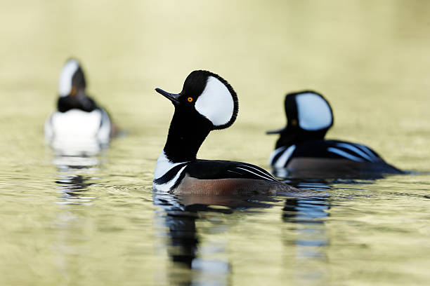 istock Hooded Merganser 2252877638