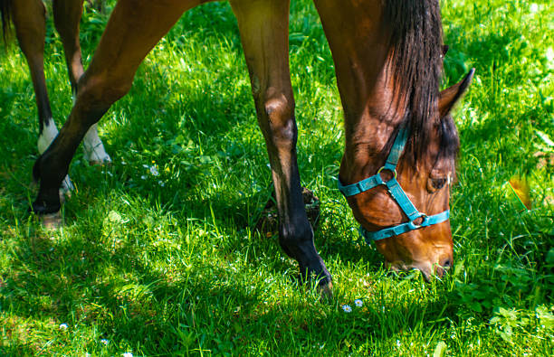 Brown horse head grazing  grass on a sunny day