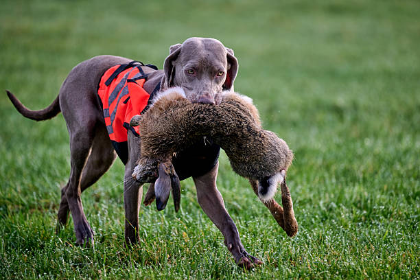 shorthaired weimaraner retrieving a hare in a green field, wearing a orange vest