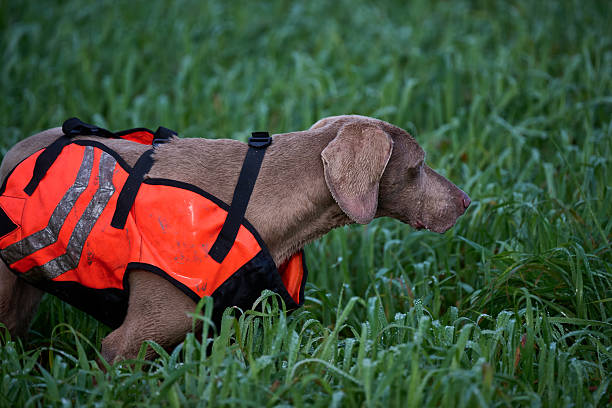 portrait of a shorthaired weimaraner