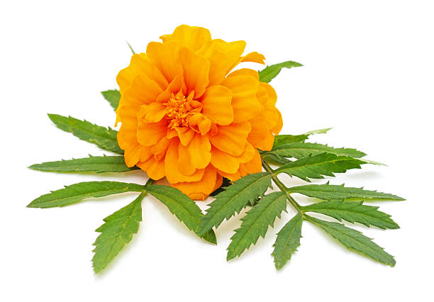 istock Orange marigold flower with green leaves on white background. 2252878171