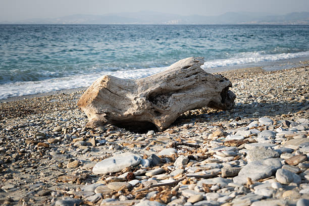 Driftwood showing its weathered texture on a pebbly beach with gentle ocean waves breaking in the background, symbolizing nature's resilience and the cycle of marine elements on a serene coastline
