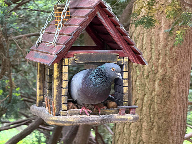 A pigeon in a bird feeder.