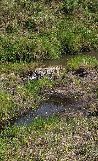 istock Leopard walking along river bank in Kenya safari 2252881786