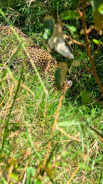 istock Leopard hiding in tall grass on Kenya safari 2252881789