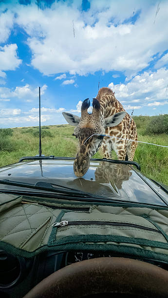 Giraffe interacting with a safari vehicle during a wildlife adventure in Kenya savanna