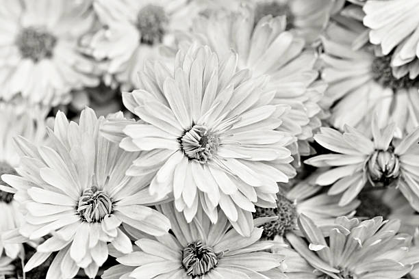 istock Lots of delicate Gray chrysanthemums 2252882325