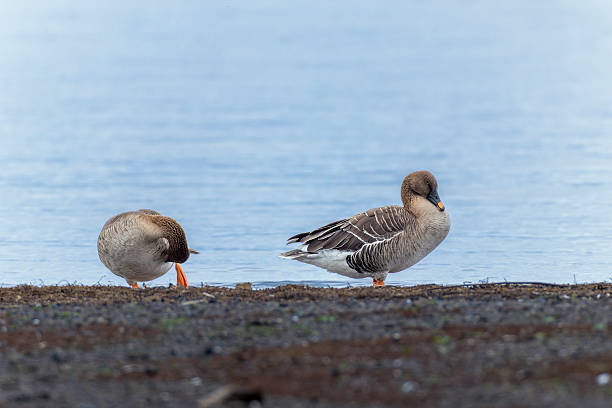 Two bean goose on the shore of a lake.