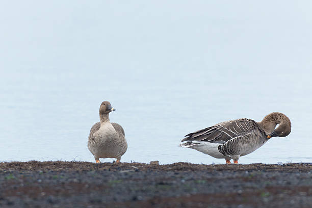 istock Two bean goose on the shore of a lake. 2252883379