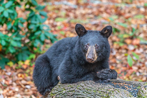 A black bear in the Smoky Mountains during the fall season roams around looking for food and rest.