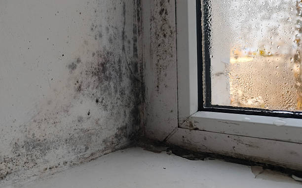 istock mold on window. close-up of condensation forming on window. 2252885641