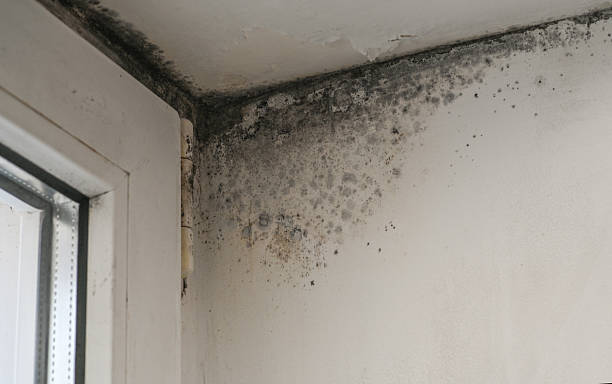 istock mold spreading from window frame to wall. Black spots indicate long-term moisture exposure. Mold covering window frame and wall, likely caused by humidity. prolonged exposure to moisture. 2252885643