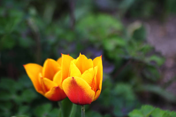 Two red and yellow tulips