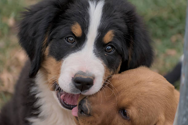 A Bernese Mountain Dog Pup chewing on a Red Labrador Retriever Pup's muzzle. a berner pup chewing on a lab puppy