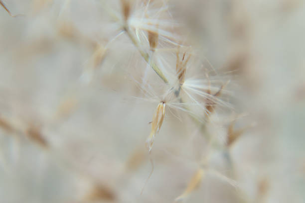 Macro seed head of pampas grass. the natural light brown or beige color of pampas grass with a soft background and copy space room
