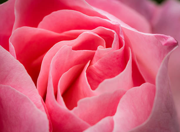 Detailed macro view of delicate pink rose petals unfolding, showing soft textures and natural curves of the flower heart.
