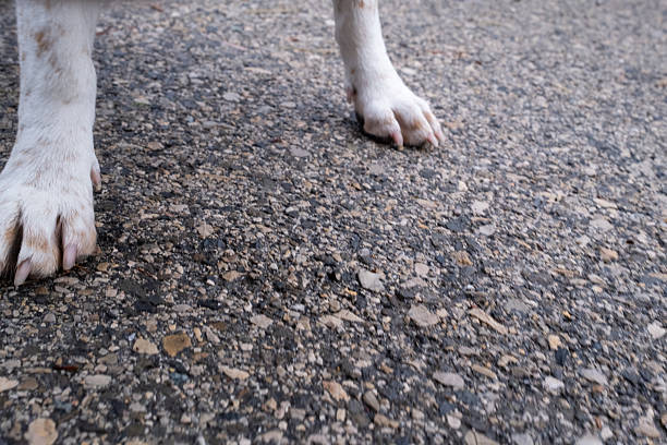 Dog standing on a textured asphalt surface, showing its white and brown paws with visible claws on a paved ground, conveying themes of nature, pets, and outdoor life