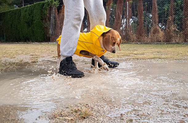istock Dog in yellow raincoat splashing in mud puddle 2252891804