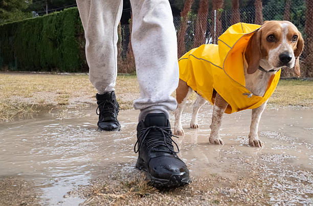 istock Person walking dog wearing raincoat through muddy puddle 2252891834